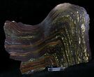 Banded Tiger Iron Stromatolite - Australia ( Billion Years) #22495-2